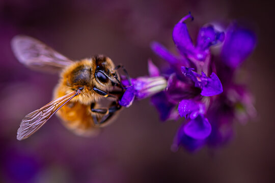 Bee On Purple Flower