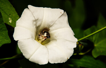owady, pszczoła w białym kwiatku © Robert Borek