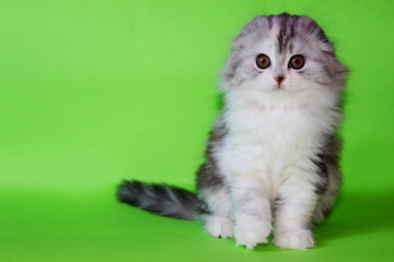 Scottish fold kitten - little cute cat sitting on green background. Cute face curious baby scottish fold kitten looking. Small beautiful sweet fluffy scottish kitten portrait. Pretty calico kitty © Real Moment