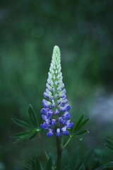 Obraz premium Beautiful Lupin flower in the summer garden