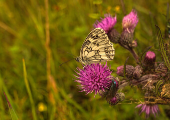 owady, motyl na kwiecie ostu © Robert Borek