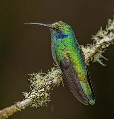Fototapeta premium lesser violetear hummingbird