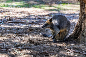 Little kangaroo - also called wallaby - in the wilderness of Victoria Australia during a sunny and hot day in summer.