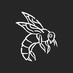 Bee chalk white icon on black background. Small flying insect with sting. Beekeeping, apiculture. Honeybee, flower pollinating bug. Wasp, hornet, bumblebee isolated vector chalkboard illustration