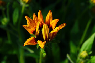 Obraz premium Yellow flowers of cone flower (rudbeckia) in a garden. The flowers come into bloom in summer. The language of the flower is justice.