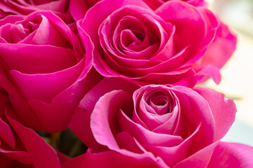 Holiday flowers as a gift-a bouquet of beautiful delicate pink roses