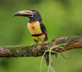 collared aracari