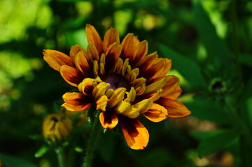 Yellow flowers of cone flower (rudbeckia) in a garden. The flowers come into bloom in summer. The...