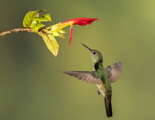 green crowned brilliant hummingbird in flight