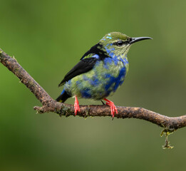 Red legged honey creeper - immature male