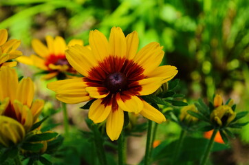 Yellow flowers of cone flower (rudbeckia) in a garden. The flowers come into bloom in summer. The language of the flower is justice.