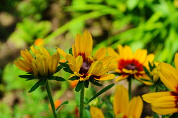 Yellow flowers of cone flower (rudbeckia) in a garden. The flowers come into bloom in summer. The language of the flower is justice.