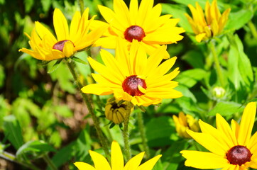 Yellow flowers of cone flower (rudbeckia) in a garden. The flowers come into bloom in summer. The...