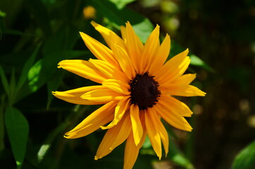 Yellow flowers of cone flower (rudbeckia) in a garden. The flowers come into bloom in summer. The language of the flower is justice.