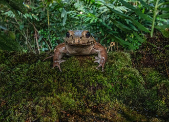 smokey jungle frog