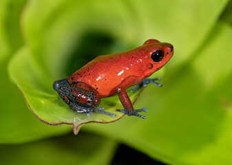 Strawberry Poison-dart frog
Blue Jeans Frog