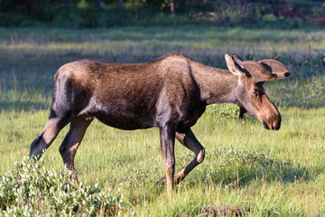 Moose in the Colorado Rocky Mountains