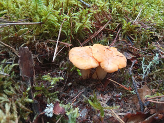 Two Yellow Chanterelles. Mushrooms Growing in the Forest