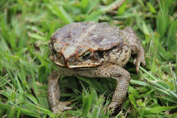 frog