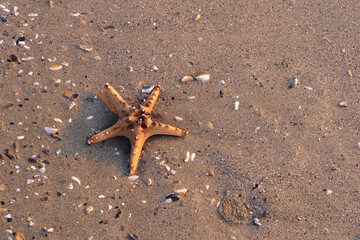 Obraz premium Sea Star in the sand on the beach