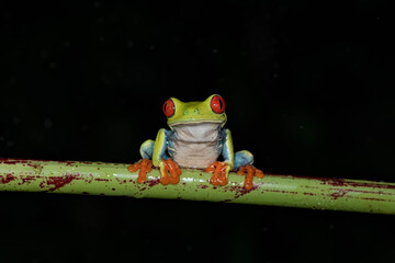 Red eyed tree frog