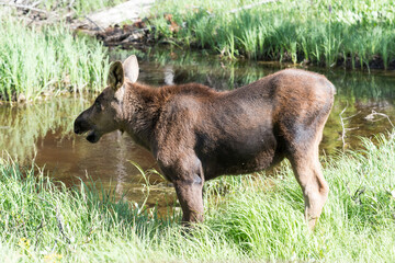 Moose in the Colorado Rocky Mountains