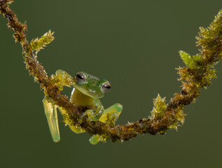 glass tree frog handing on