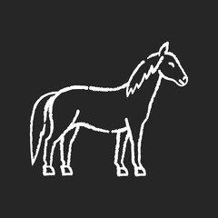 Horse chalk white icon on black background. Wild stallion, common steed, mare. Equestrian sport, horse breeding. Purebred racehorse, untamed mustang isolated vector chalkboard illustration