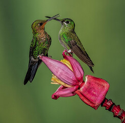 Two Hummingbirds with crossed beaks 