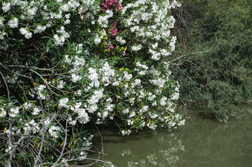 Obraz na płótnie Canvas kwiaty białe woda staw natura