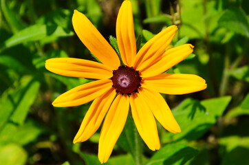 Yellow flowers of cone flower (rudbeckia) in a garden. The flowers come into bloom in summer. The...