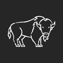 Bison chalk white icon on black background. North American fauna, herbivore animal, endangered species. Cattle farm, domestic livestock. Large buffalo isolated vector chalkboard illustration © bsd studio