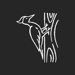 Woodpecker chalk white icon on black background. Common bird, forest inhabitant, flying woodland creature. Zoology, ornithology. Pecker sitting on tree isolated vector chalkboard illustration
