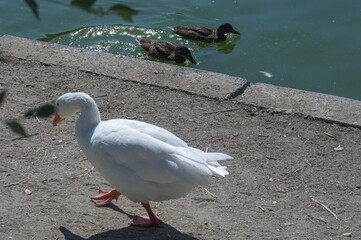 ptak gęś woda zwierze natura © Piotr