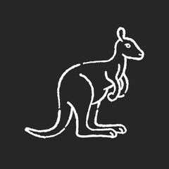 Kangaroo chalk white icon on black background. Exotic wallaby, wild wallaroo. Tropical zoo inhabitant. Australian fauna, zoology. Jumping marsupial animal isolated vector chalkboard illustration