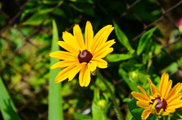 Yellow flowers of cone flower (rudbeckia) in a garden. The flowers come into bloom in summer. The language of the flower is justice.