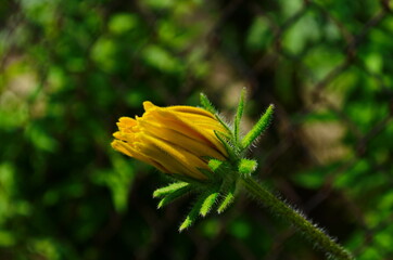Yellow flowers of cone flower (rudbeckia) in a garden. The flowers come into bloom in summer. The...