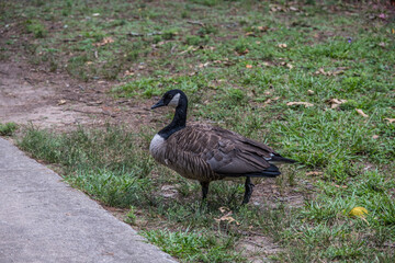 Canadian goose walking on the trail