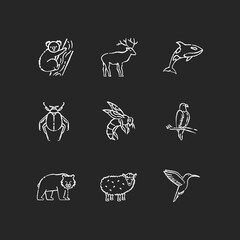 Animal species chalk white icons set on black background. Flying birds, land animals and sea creatures. Diverse wildlife, exotic and ordinary fauna. Isolated vector chalkboard illustrations