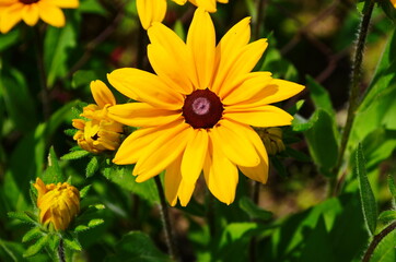 Yellow flowers of cone flower (rudbeckia) in a garden. The flowers come into bloom in summer. The...