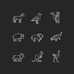 Flying and land animals chalk white icons set on black background. Common birds and exotic wildlife. Diverse herbivore mammals and carnivore predators. Isolated vector chalkboard illustrations