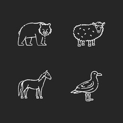 Domestic and wild animals chalk white icons set on black background. Bear, seagull, horse and sheep. Mammals and bird. Forest wildlife and farm livestock. Isolated vector chalkboard illustrations
