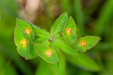 Macrophotographie de fleur sauvage - Euphorbe douce - Euphorbia dulcis