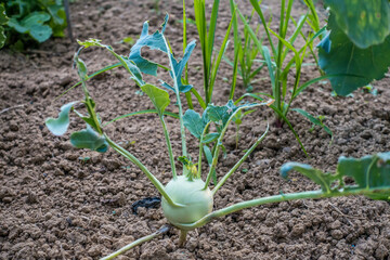 Von Schnecken angefressenes Kohlrabi Gemüse
