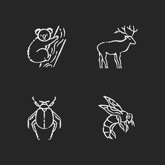 Mammals and insects chalk white icons set on black background. Tropical koala, forest deer, scarab beetle and honeybee. Exotic and ordinary animals. Isolated vector chalkboard illustrations