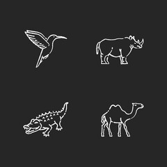 Exotic animals chalk white icons set on black background. Tropical fauna, diverse african wildlife. Little hummingbird, camel, alligator and rhinoceros. Isolated vector chalkboard illustrations
