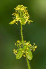 Macrophotographie de fleur sauvage - Gaillet croisette - Cruciata laevipes