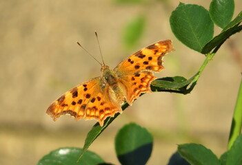 Obraz premium The Comma butterfly