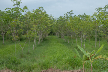 Fototapeta na wymiar Rubber plantations covered with grass