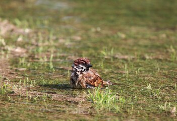 Young sparrow bathing in the puddle.  Happy cute bird suffering from drought in the water.